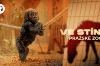 Ponižování, řev, urážky. Vedení pražské zoo nás šikanuje, tvrdí zaměstnanci - Seznam Zprávy